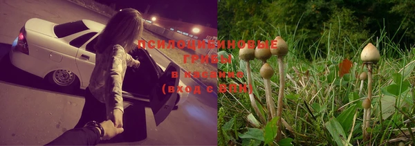крисы Новозыбков
